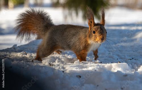 Red Squirrel in snow © David