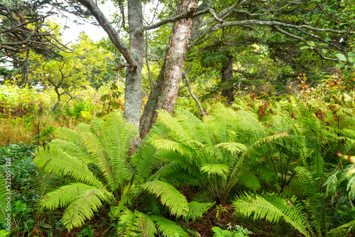 Thickets of ferns in the forest. Southern Kuriles photo