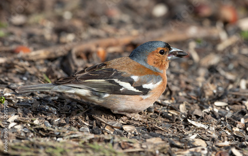 A male Common chaffinch sits on the ground and eats a seed
