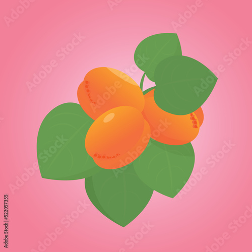 sprig of apricot with leaves. Ripe fruit. Vector illustration in flat style for poster template and home decor