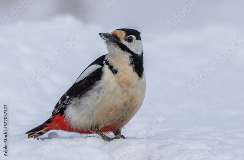 Great Spotted Woodpecker in snow