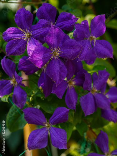 Flowers perennial vines of clematis in the garden. Growing clematis. Blooming clematis.