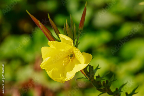 Oenothera glazioviana is a species of flowering plant in the evening primrose family known by the common names large-flowered evening-primrose and redsepal evening primrose photo