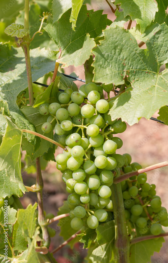 Grapes on the vine