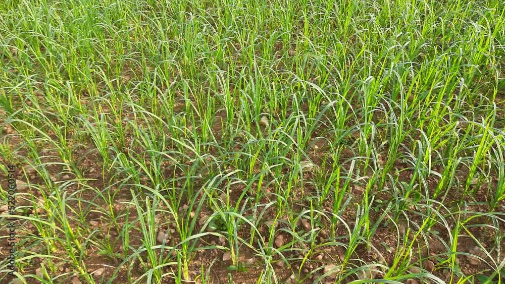 Eleusine coracana or finger millet plants. It is called Ragi and madua in India and Kodo in Nepal. It is an annual herbaceous plant. Its widely grown as a cereal crop in the in Africa and Asia. Eleusine coracana or finger millet plants. It is called Ragi and madua in India and Kodo in Nepal. It is an annual herbaceous plant. Its widely grown as a cereal crop in the in Africa and Asia.