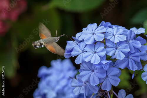 Hawk hawks (lat.  Sphingidae)  are a family of butterflies. Plumbago auriculata, the cape leadwort, blue plumbago or Cape plumbago