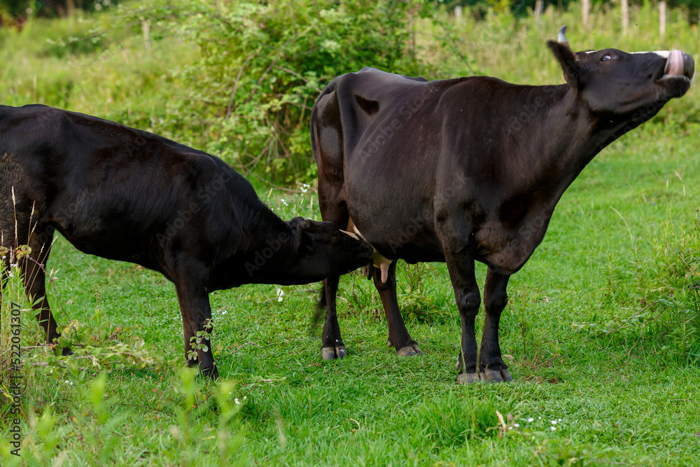 A calf drinks milk from a cow's udder. Feeding of baby animals.