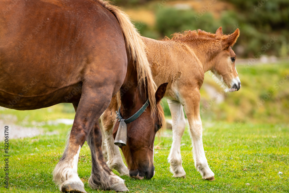 Potro de raza caballo pirenaico catalán (Cavall Pirienc Català) al lado de su madre (yegua) Potro de raza caballo pirenaico catalán (Cavall Pirienc Català) al lado de su madre (yegua)