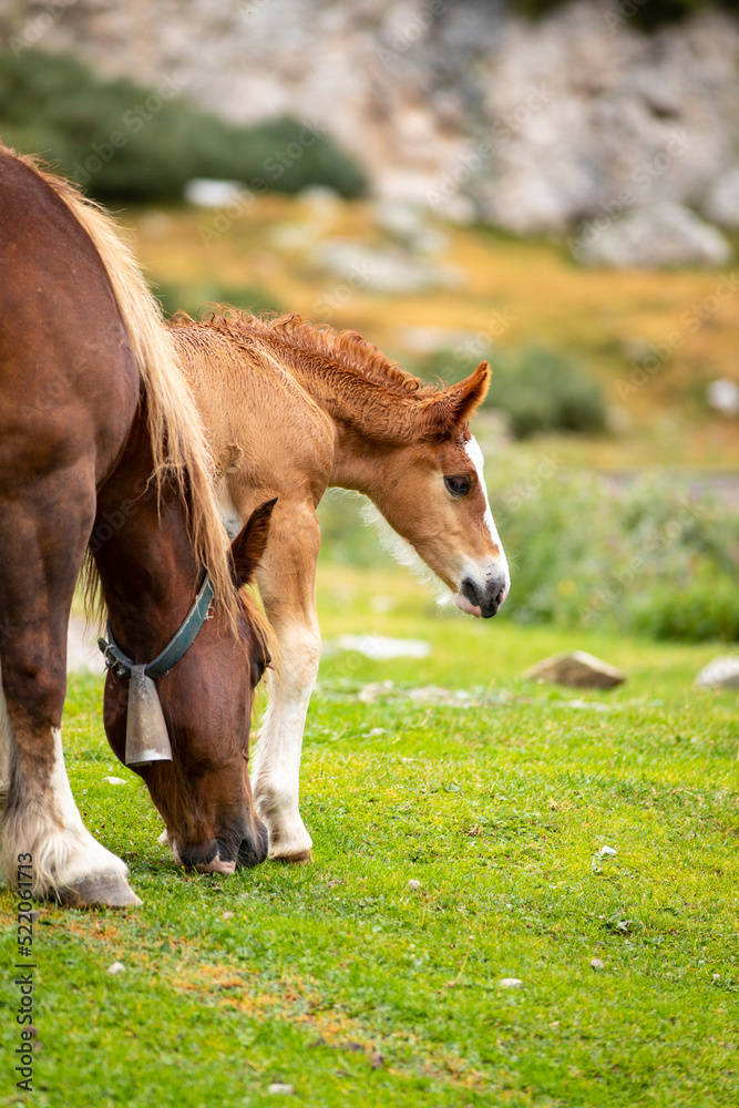 Potro de raza caballo pirenaico catalán (Cavall Pirinenc Català) al lado de su madre (yegua) en un prado de los Pirineos Potro de raza caballo pirenaico catalán (Cavall Pirinenc Català) al lado de su madre (yegua) en un prado de los Pirineos
