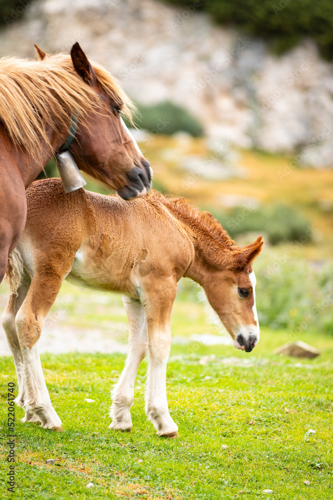 Fototapeta premium Potro de raza Caballo Pirenaico Catalán (Cavall Pirienc Català) al lado de su madre (yegua) en un prado de los Pirineos
