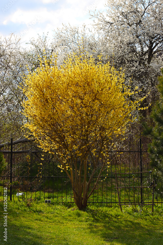 Forsythia bush blooming in early spring. Forsythia bush blooming in early spring.