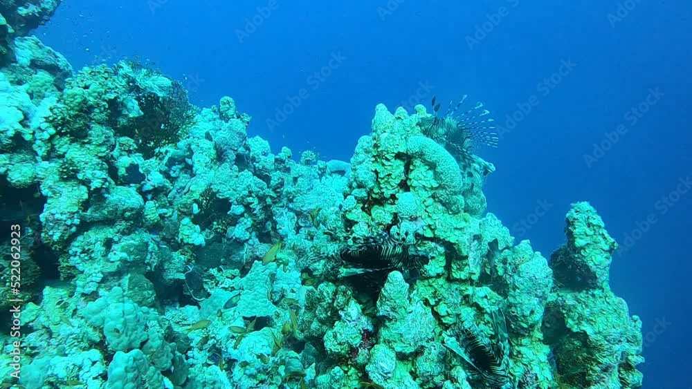 Coral reef and water plants in the Red Sea, Dahab, blue lagoon Sinai Egypt
Coral reef and water plants in the Red Sea, Dahab, blue lagoon Sinai Egypt