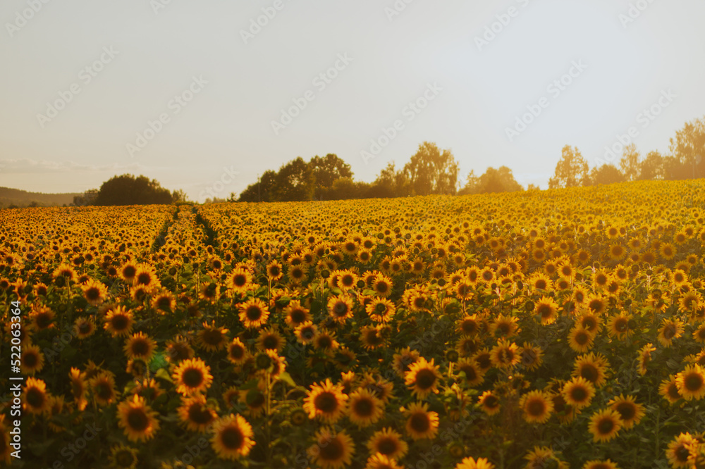 Fototapeta premium Sunflower field, sunset light, landscape