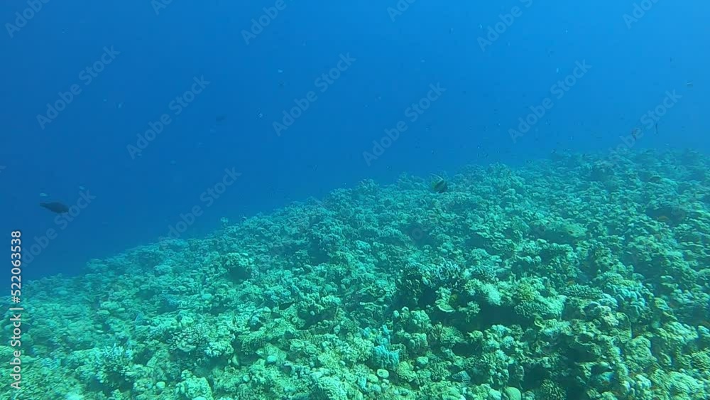 Coral reef and water plants in the Red Sea, Dahab, blue lagoon Sinai Egypt
Coral reef and water plants in the Red Sea, Dahab, blue lagoon Sinai Egypt