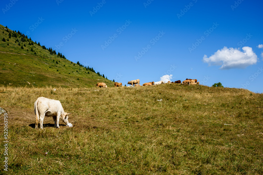 Cows in the French Alps