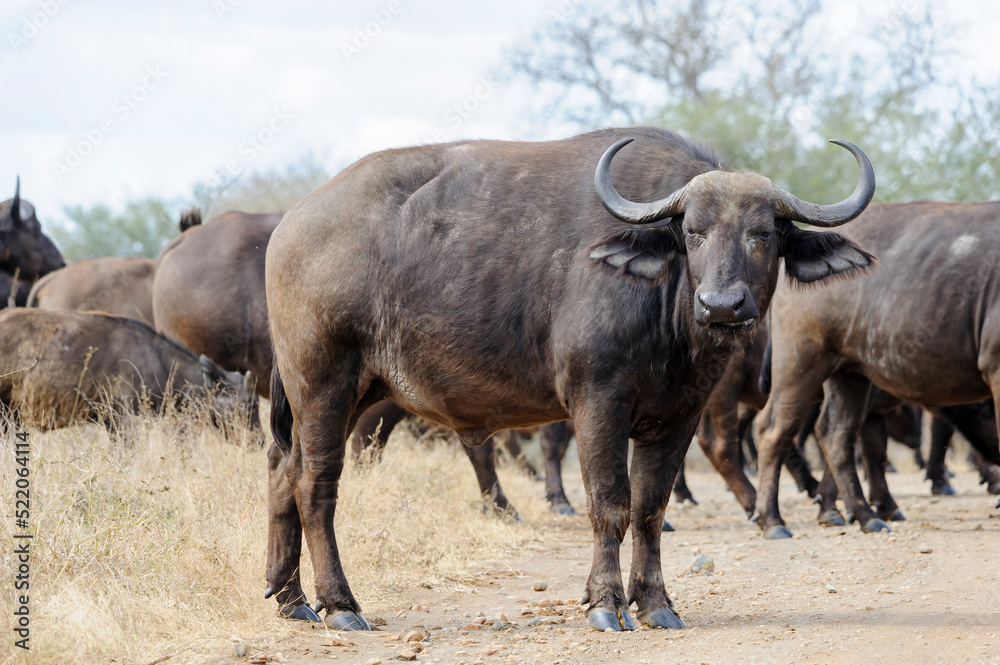 African buffalo or Cape buffalo looking at the camera African buffalo or Cape buffalo looking at the camera