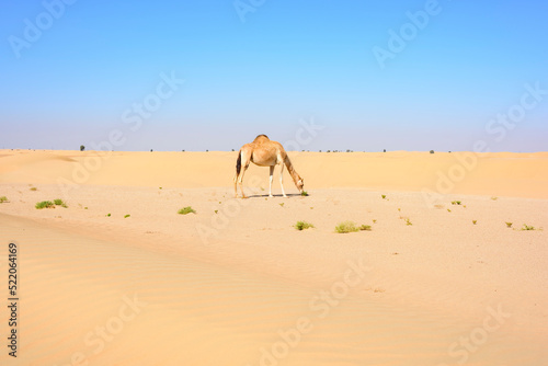 Camel walking in the Desert of the Middle East, Arabian Peninsula biodiversity and animals