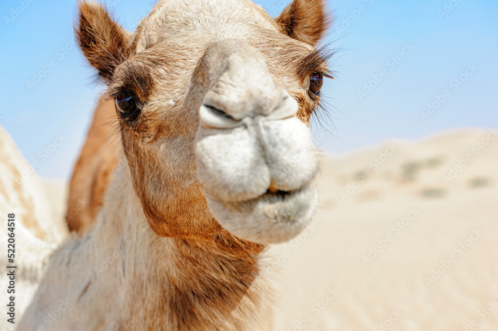 Fototapeta premium Close-up of Camel Head in the desert