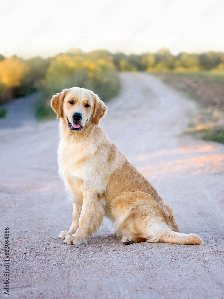 dog golden retriever labrador sits in summer in a field on the road at sunset. Dog for a walk in the field. Dog is man's best friend dog golden retriever labrador sits in summer in a field on the road at sunset. Dog for a walk in the field. Dog is man's best friend