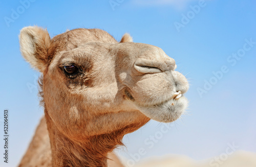 Mouth Close-up of Camel Head