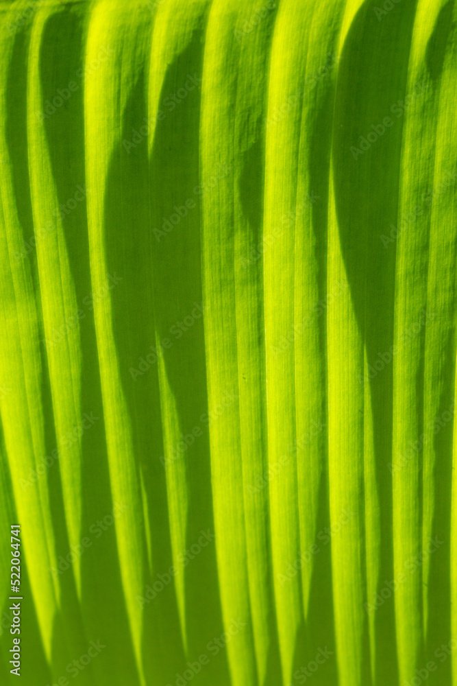 Macro banana leaf texture,banana leaf background,Green banana leaf background abstract Macro banana leaf texture,banana leaf background,Green banana leaf background abstract
