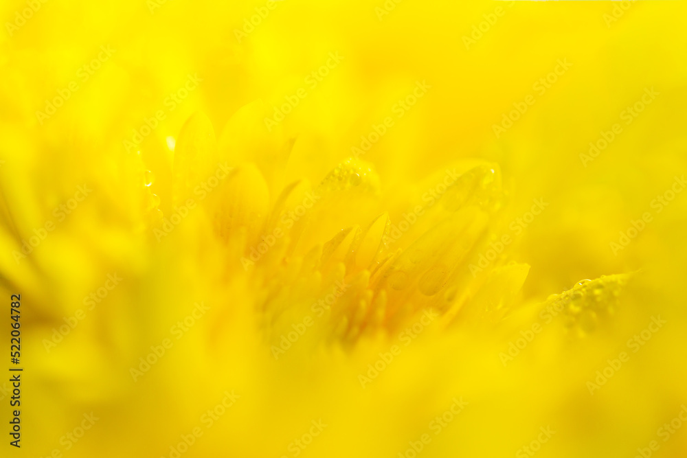 Yellow macro flower background,Yellow chrysanthemum petals macro shot