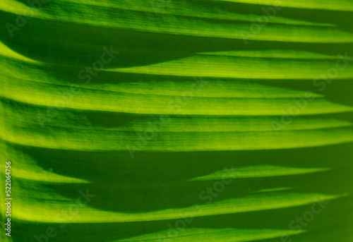 Macro banana leaf texture banana leaf background Green banana leaf background abstract 