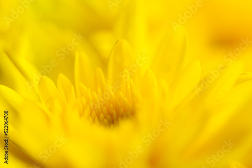 Yellow macro flower background Yellow chrysanthemum petals macro shot