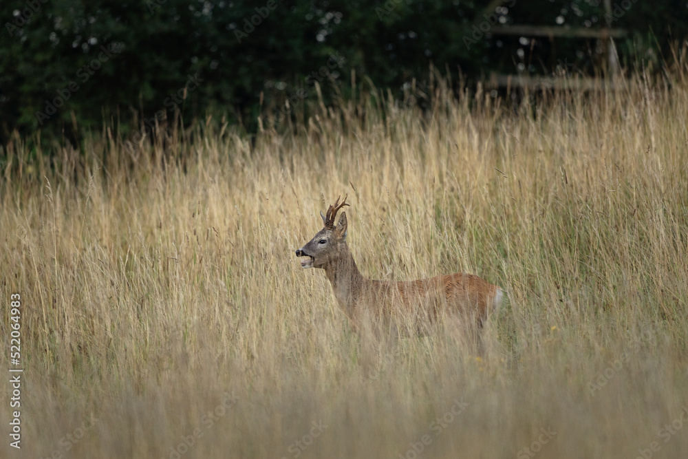 Roe deer during rut time. Deer roaring on the meadow. Autumn in animals kingdom. Roe deer during rut time. Deer roaring on the meadow. Autumn in animals kingdom.