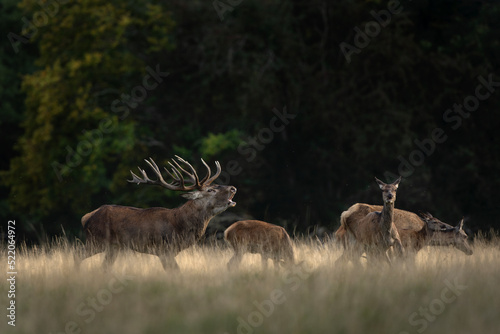 Red deer during rut time. Deer roaring on the meadow. Autumn in animals kingdom. © prochym