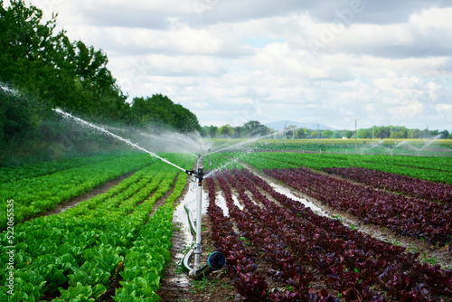 Irrigation system works in field, sprinkles water on the soil for good harvest. Sprinkler spraying agricultural field on farm