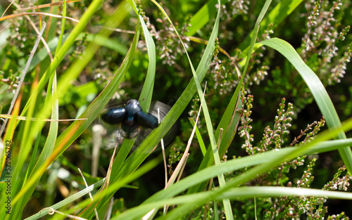 close up of a Dumbledor beetle (Trypocopris vernalis, Geotrupes stercorarius) taking off in to flight photo
