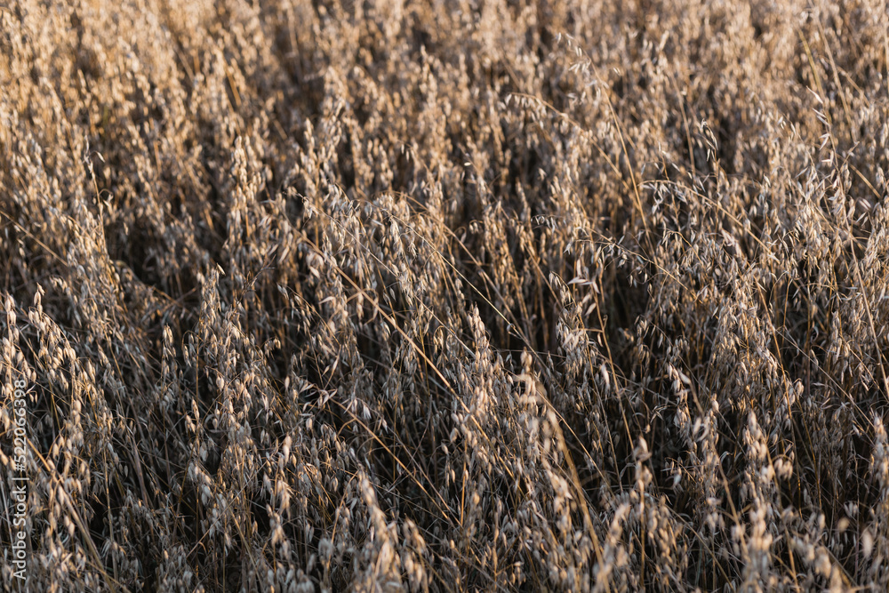 reeds in the wind reeds in the wind