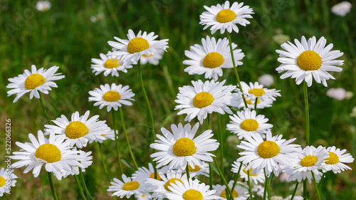 White daisies background. Floral rustic summer backrground © Flower_Garden