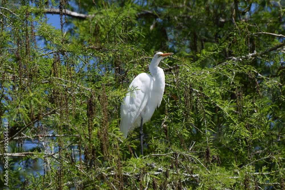 white haron