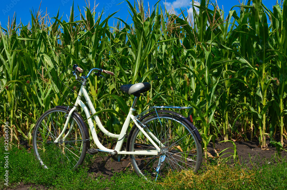 bike ride on a dirt road past a cornfield. bike ride on a dirt road past a cornfield.