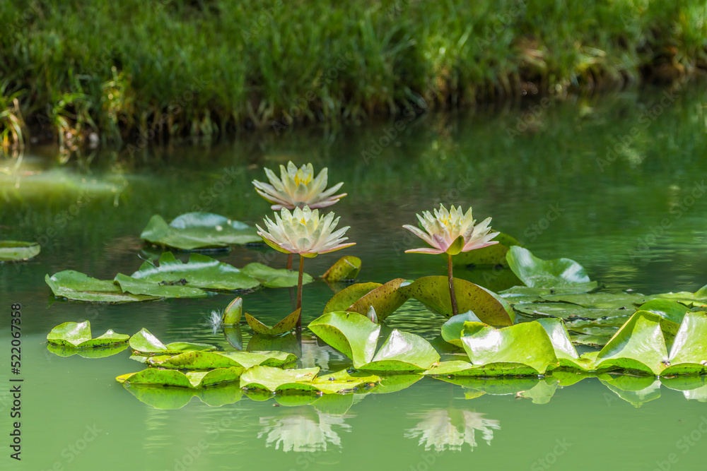 Pinkish to white waterlilies in a pond Pinkish to white waterlilies in a pond