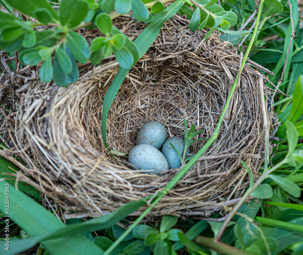 Bird's nest with three eggs Bird's nest with three eggs