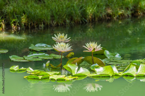 Pinkish to white waterlilies in a pond
