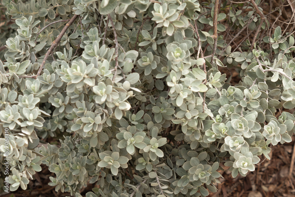 Leucophyllum frutescens plant leaves background Leucophyllum frutescens plant leaves background