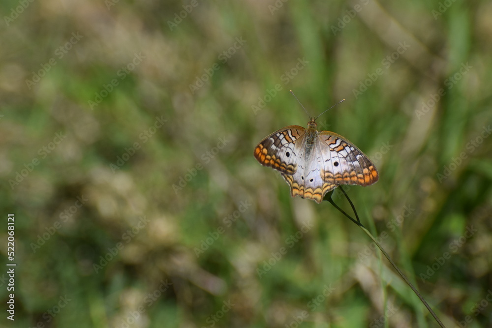 White Peacock Butterfly
