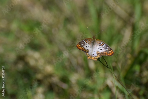 Obraz na płótnie White Peacock Butterfly w salonie
