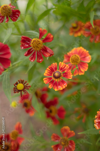 Helenium flower in juicy summer colors. Bright flowers of Helenium. A summer flowerbed. Green and red colors. Happy picture.