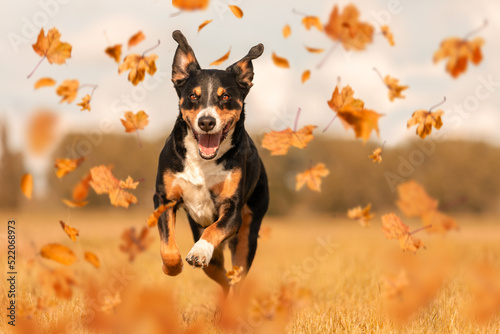 Appenzeller Sennenhund jumping in autumn leaves
