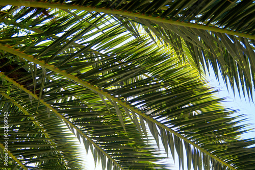 a tropical pattern of a palm tree leaves against the blue sky for website backgrounds  Merano  South Tyrol  Italy  