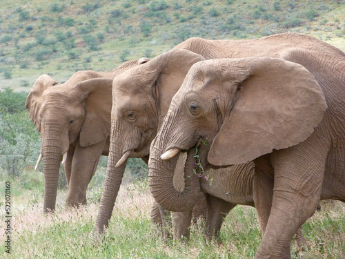 Canvas Print wild elephants