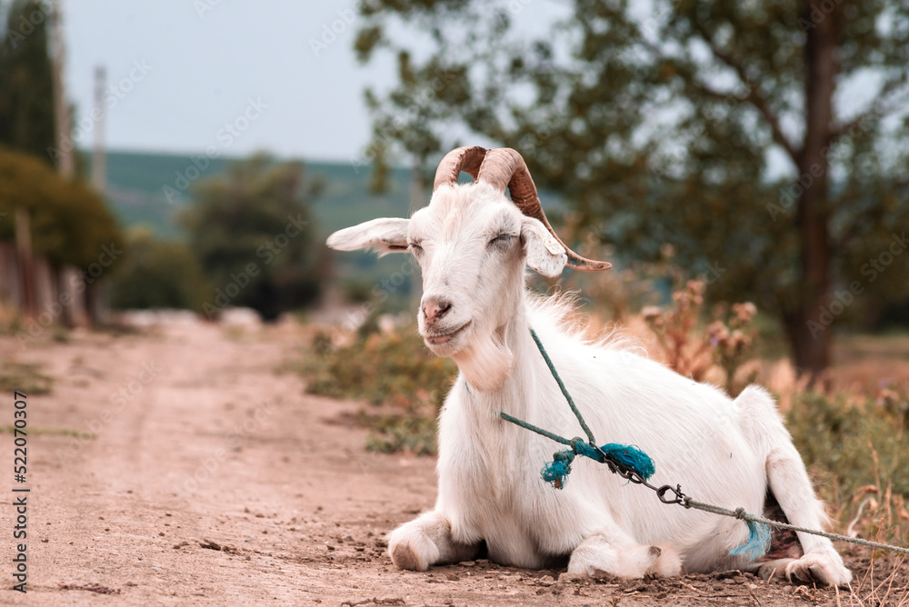 Fototapeta premium Cute beautiful autumn Young goatling outdoors she-goat feeding with grass, grazing on nature countryside. Domestic, eco farm animals Kid Summer Grass Side view meadow yeanling
