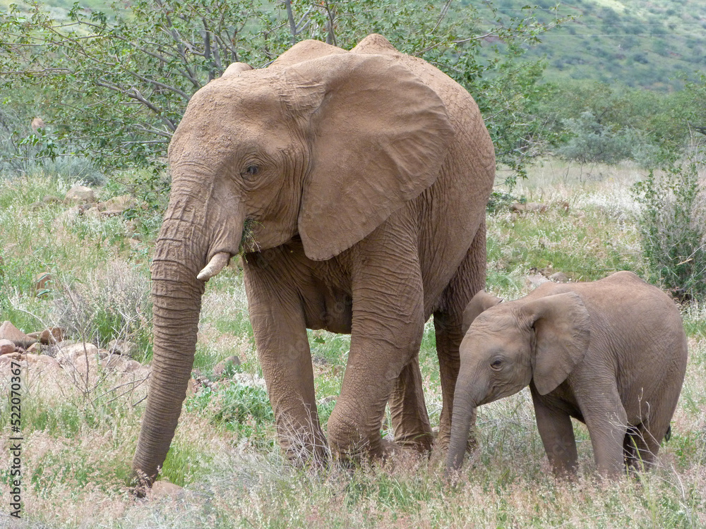 Obraz premium elephants in the wild 