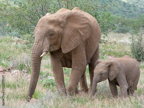 elephants in the wild  © AnnKathrin