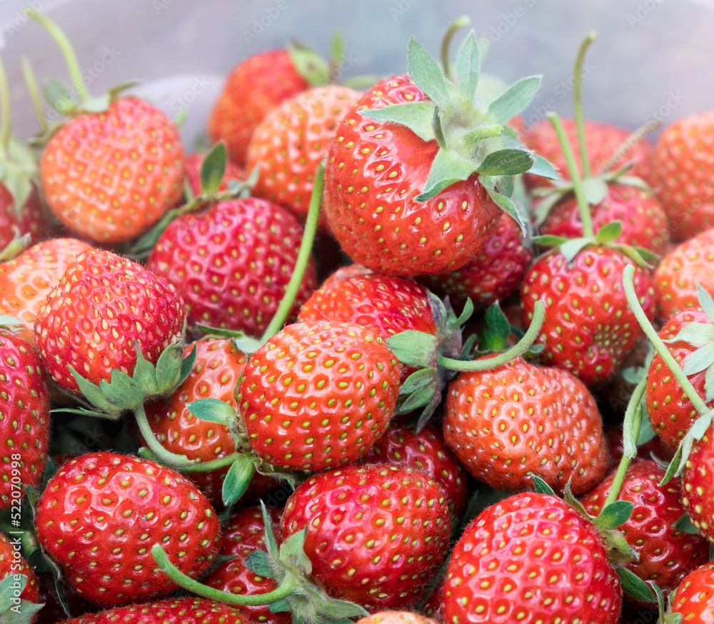 strawberry harvest in a bucket on a plantation strawberry harvest in a bucket on a plantation